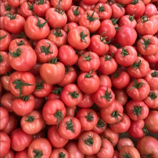 费县精品沙瓤西红柿大量上市地头价一手货源实力代收对接电商超市商场