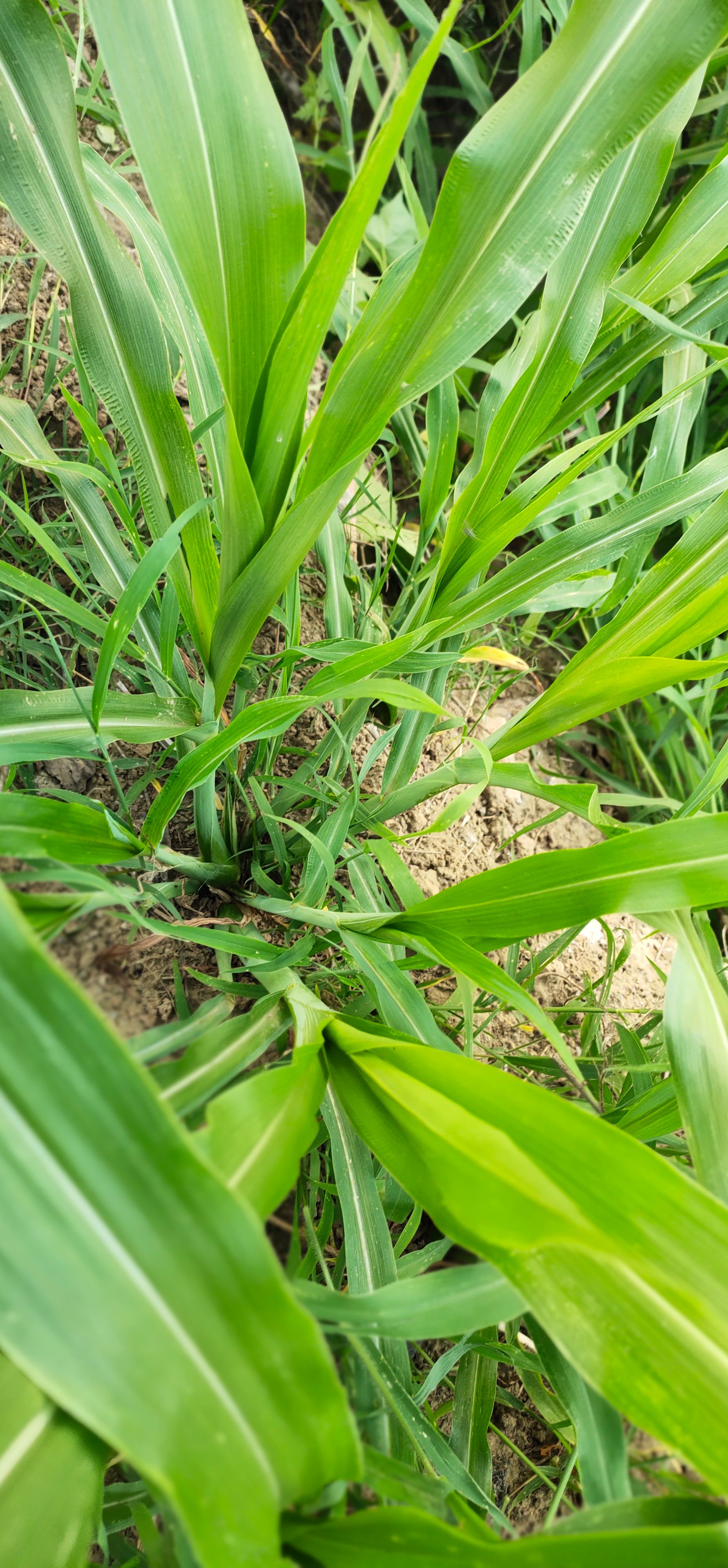 墨西哥玉米草种籽牧草种子猪牛多年生再生畜牧养殖喂鱼草种籽四季