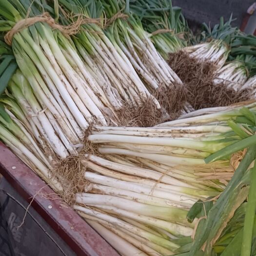 唐河县一手货源长白大葱