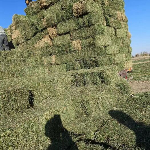 富平县牛羊苜蓿草
