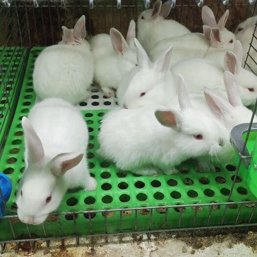 镇雄县肉兔，种兔，商品兔，仔兔