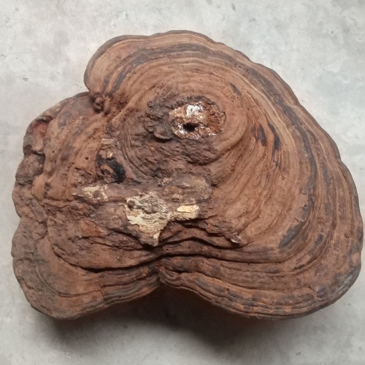 西盟县非桑黄，普通老树舌