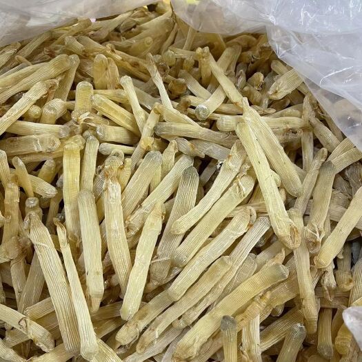 合浦县600头肉厚小沙虫