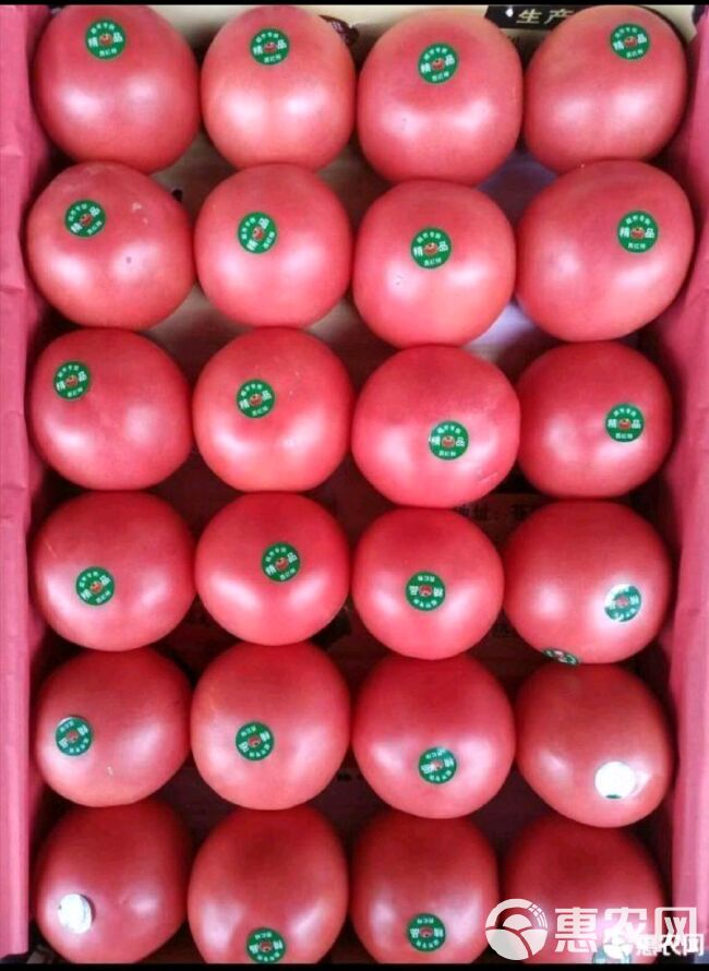 精品沙瓤西红柿大量上市地头价一手货源实力代收对接电商超市商场