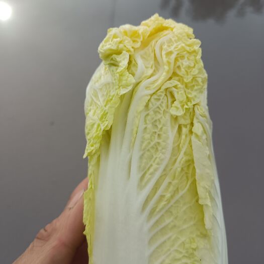 郸城县黄心娃娃菜