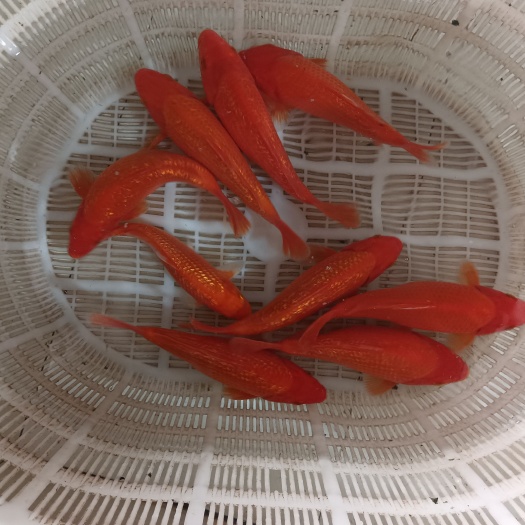 镇平县5-8两的元宝体闪鳞火鲤开始出售了，需要的联系我