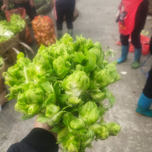 芦山县儿菜大量儿菜