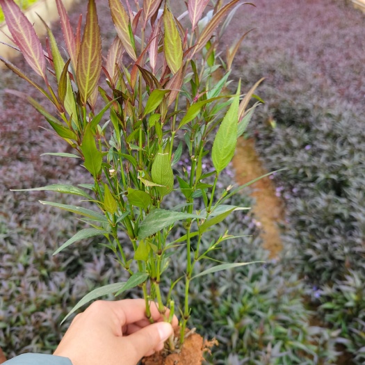 马兰花