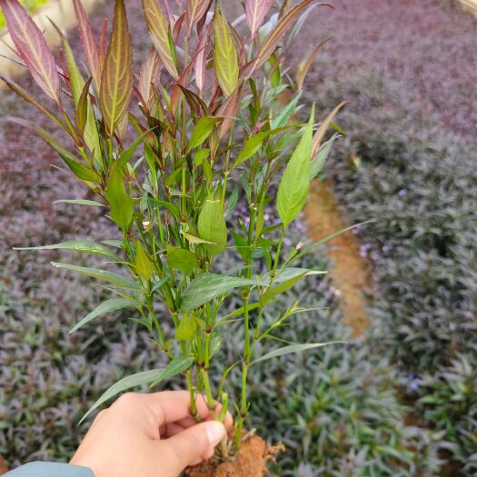 宜良县马兰花