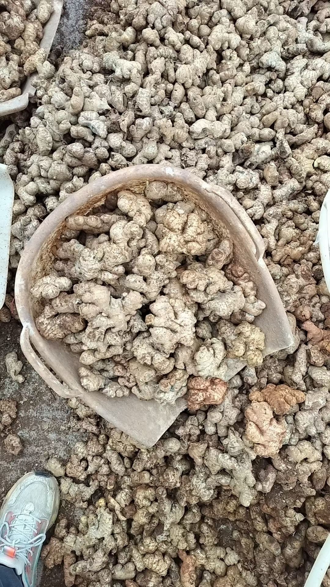 云南小黄姜姜母