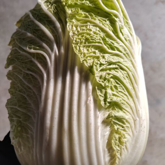钟祥市白菜，黄心白菜