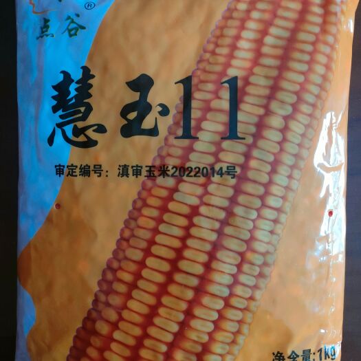 慧玉11  大穗、高抗品种！