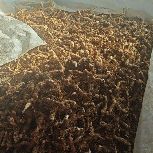 鸡头黄精