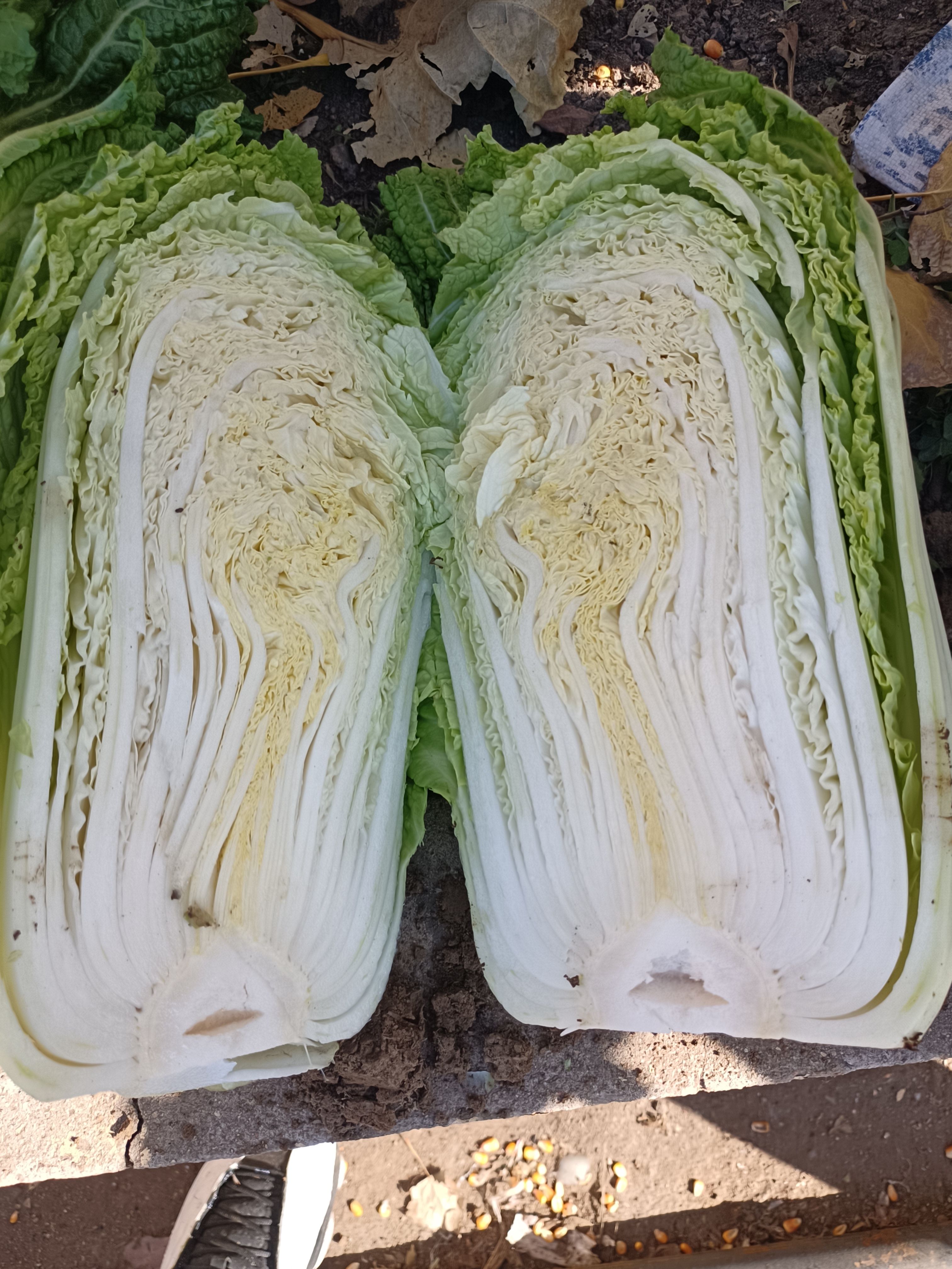 库存精品大白菜出库，全国发货