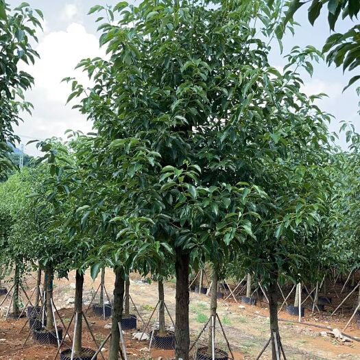 柳城县处理香樟8-20公分