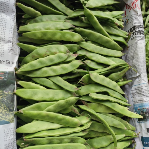 元谋县云南新鲜油豆角现摘一点红油豆九月青面豆角纯油豆当季蔬菜