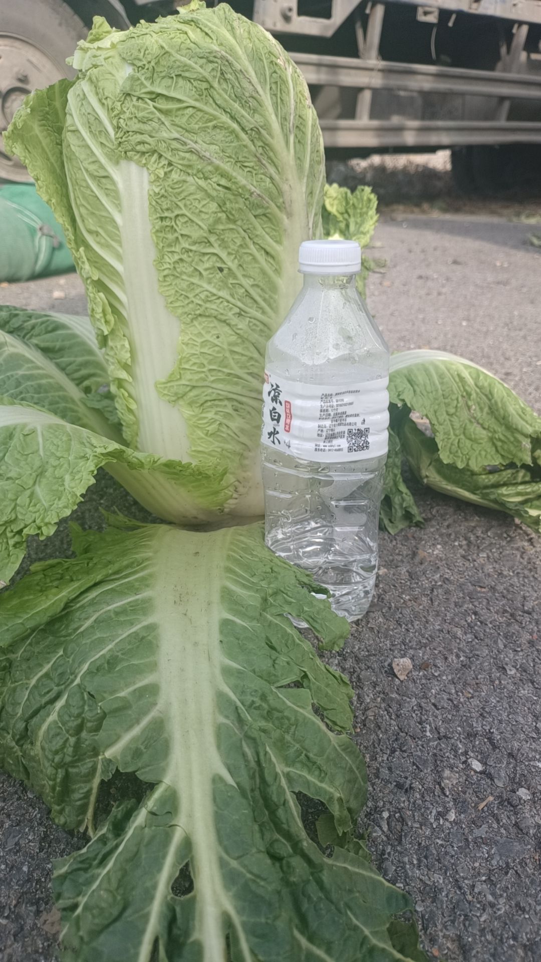库存精品大白菜出库，全国发货