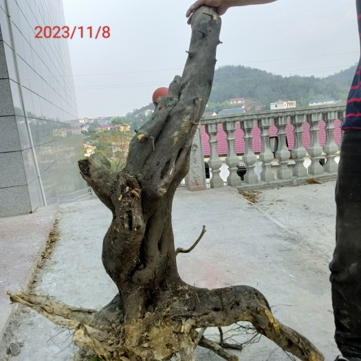 娄底金弹子盆景桩如图大小