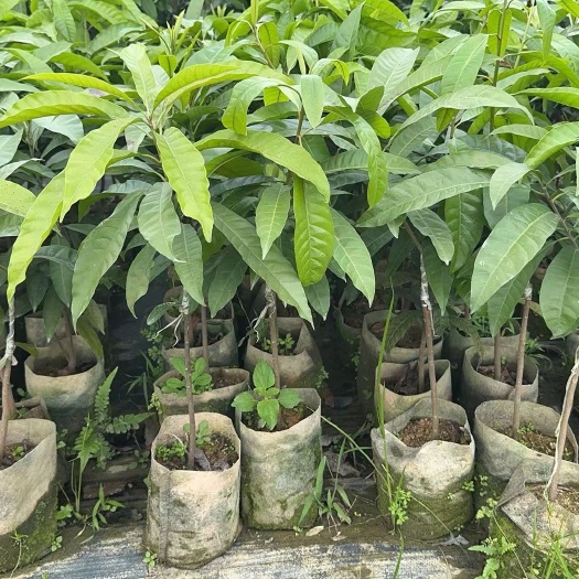 保亭县耀堂仙桃 蛋黄果苗嫁接苗