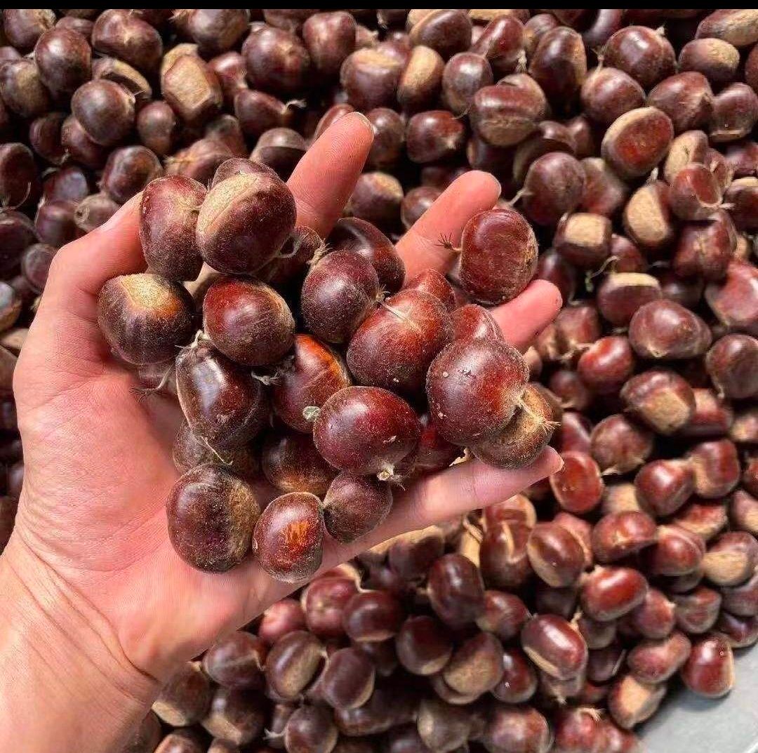 大别山2023年现采新鲜板栗刺球 野生带壳板栗毛球全白 水果