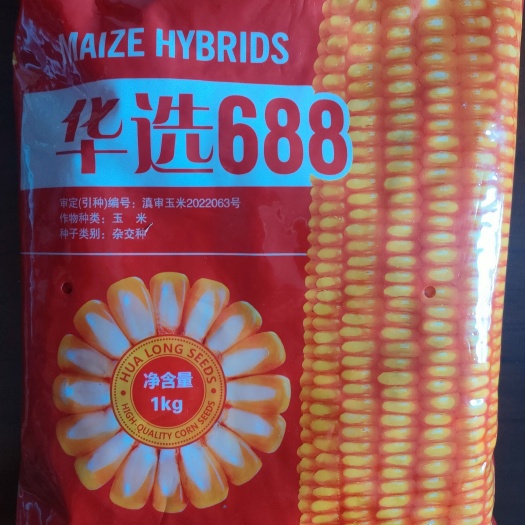 保山华选688   高抗，适应性广、高中低海拔均可种植！