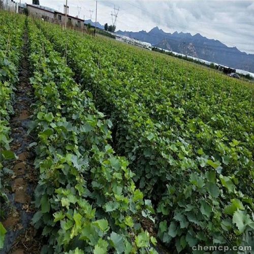 平度市山东省青岛市摩尔多瓦葡萄苗 保证品种纯度，易栽培抗病