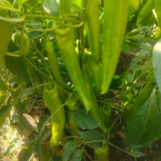 聊城越冬茬口黄皮尖椒