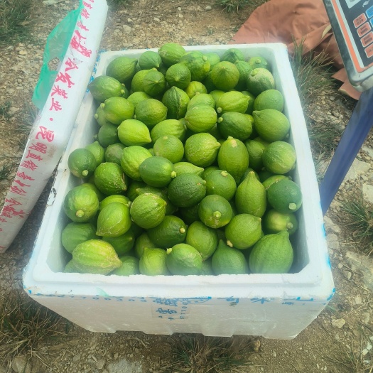 扶绥县广东香水柠檬