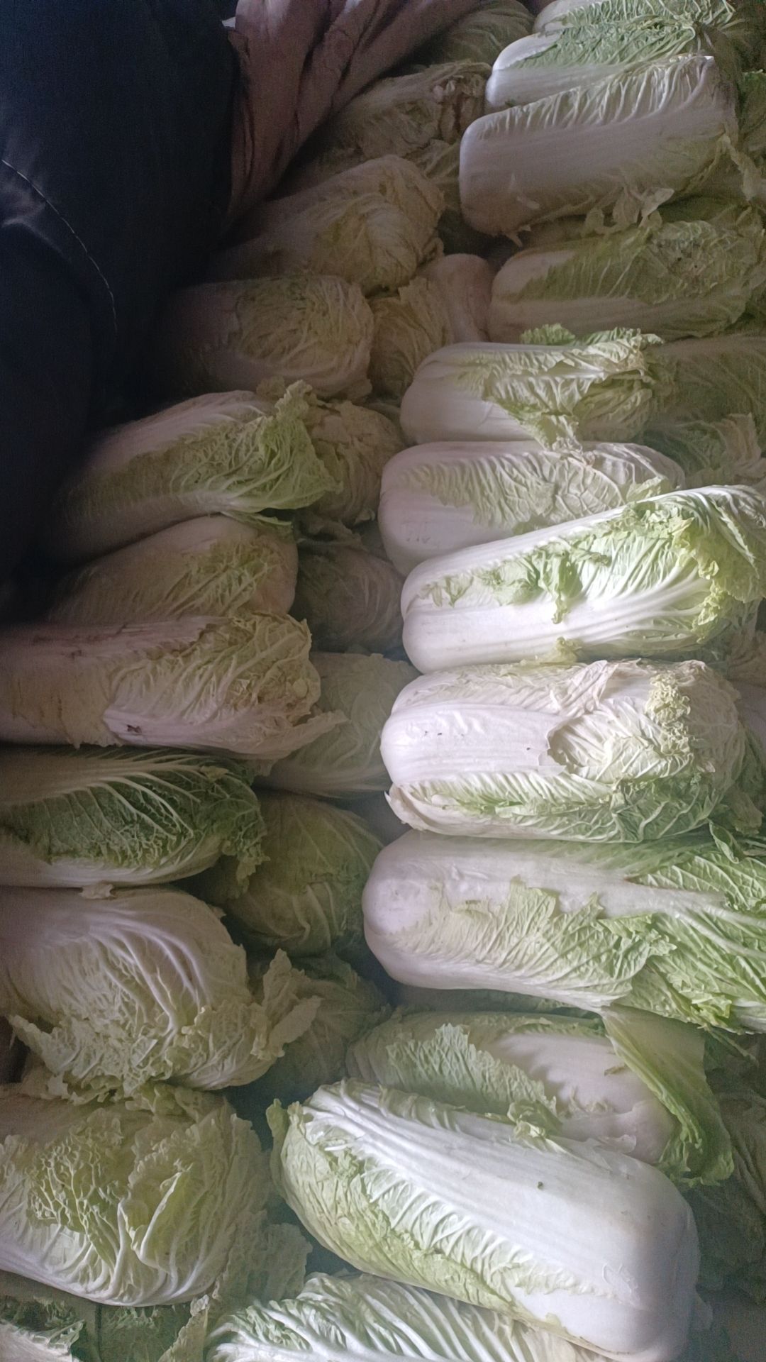 库存精品大白菜出库，全国发货