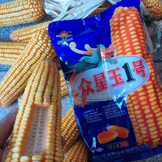 众星玉1号  西南大品，湖北、陕西均可种植。高抗大穗，牙深。