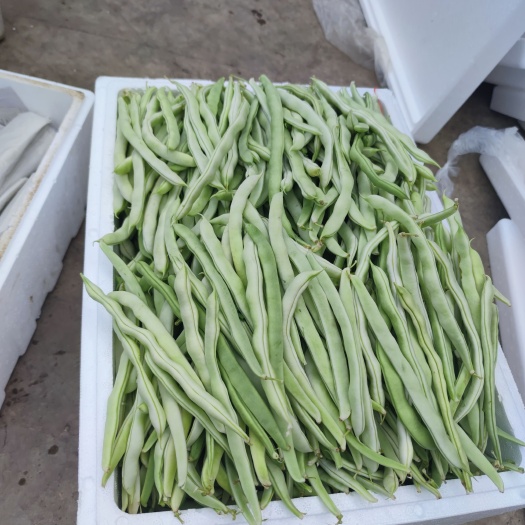 元谋县云南新鲜白不老白芸豆豆角