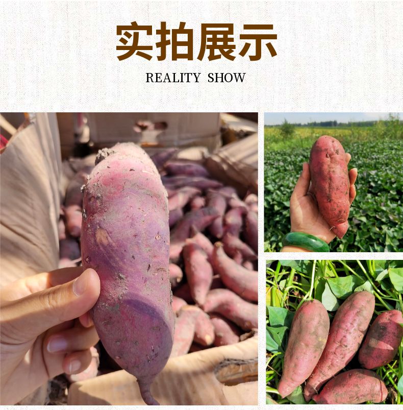 新疆红薯蜜薯 天山蜜薯  皮薄肉甜烤着吃煮着吃像糖一样甜包邮