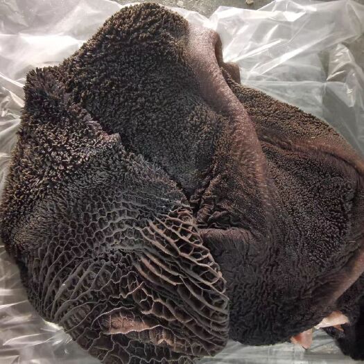 滨州牛大肚牛草肚带毛牛肚 生牛肚牛胃无药发非水发新鲜黄牛肚毛肚