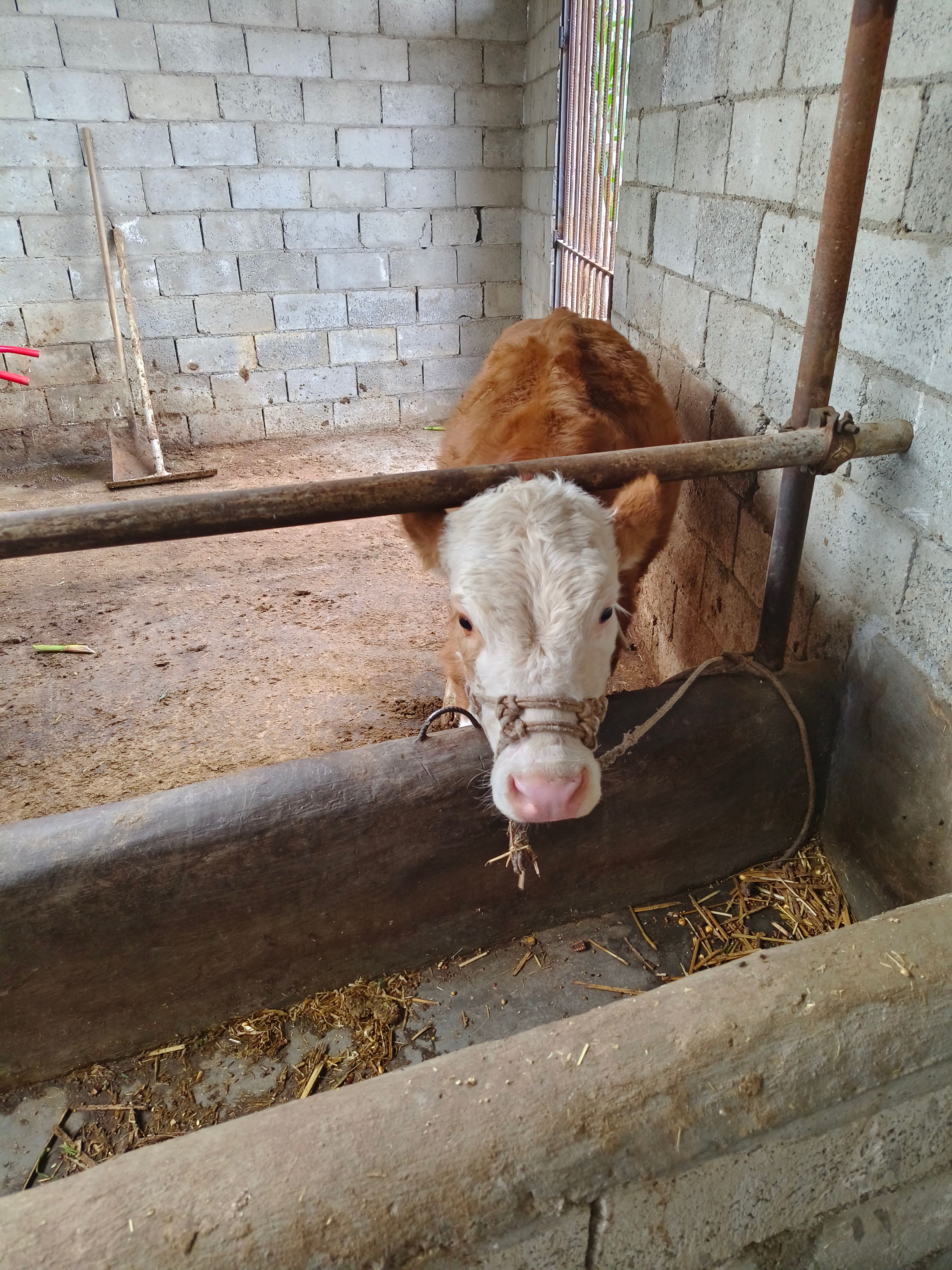 西门塔尔小牛犊