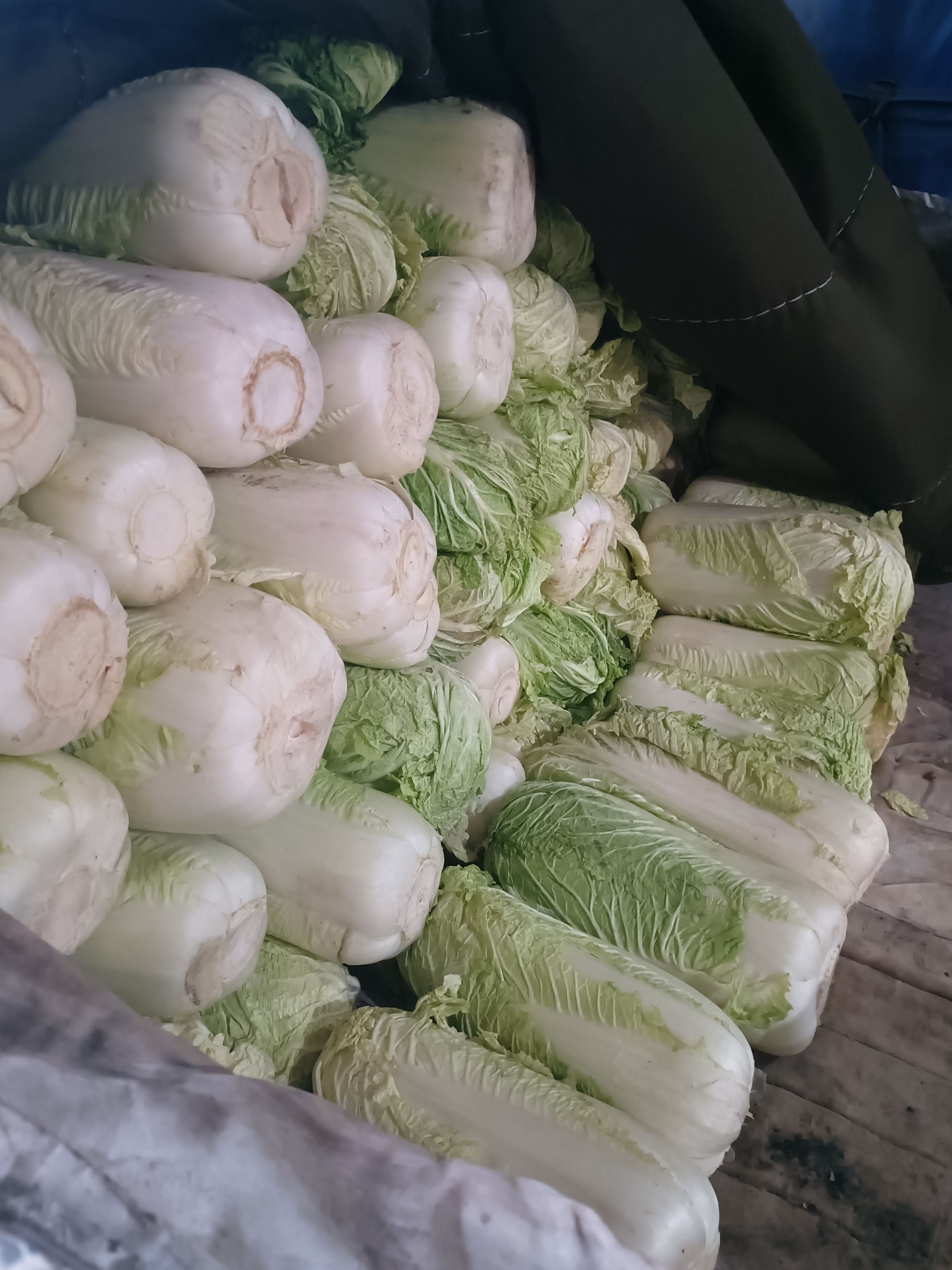 库存精品大白菜出库，全国发货
