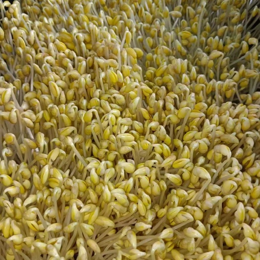豆芽