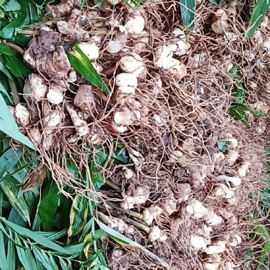 巴中黄精块茎芽