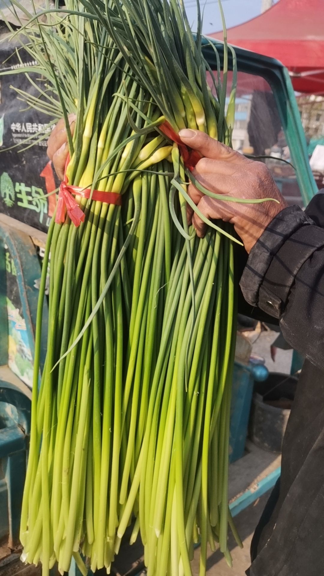 蒜苔红帽蒜苔精品蒜苔直供电商超市全国各地批发市场量大从优