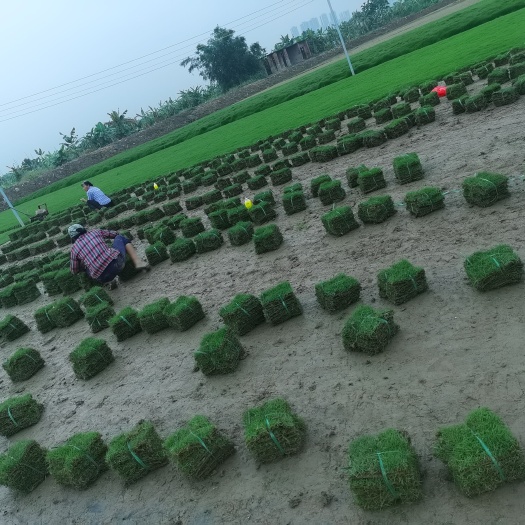 东莞市草皮出售草马尼拉大叶油草兰引三号