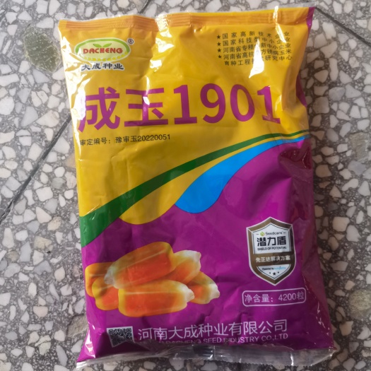 唐山成玉1901国审玉米种子大棒矮杆抗倒抗旱涝抗病