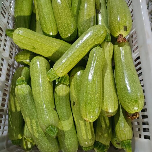 元谋县西葫芦  三叶瓜  青瓜