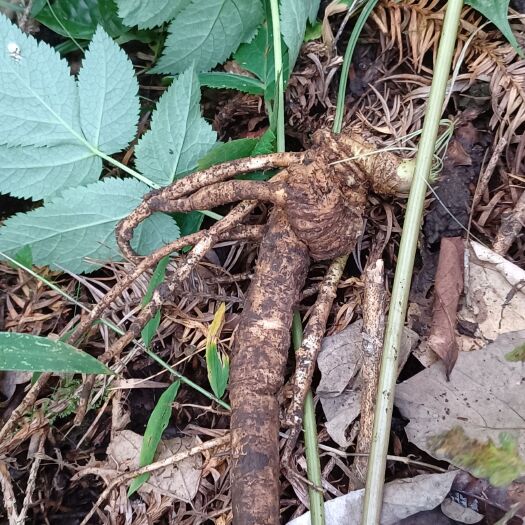 金平县云南香白芷，有需要的老板联系