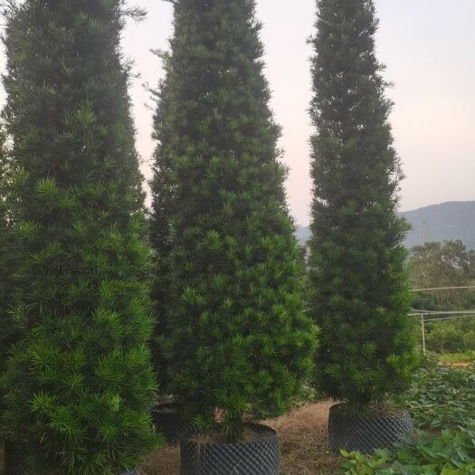揭阳罗汉松塔