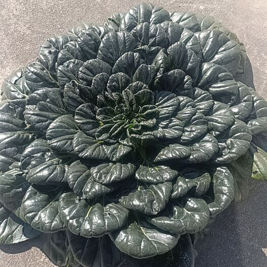 南通品种菊花型黑塌菜，露天无农残