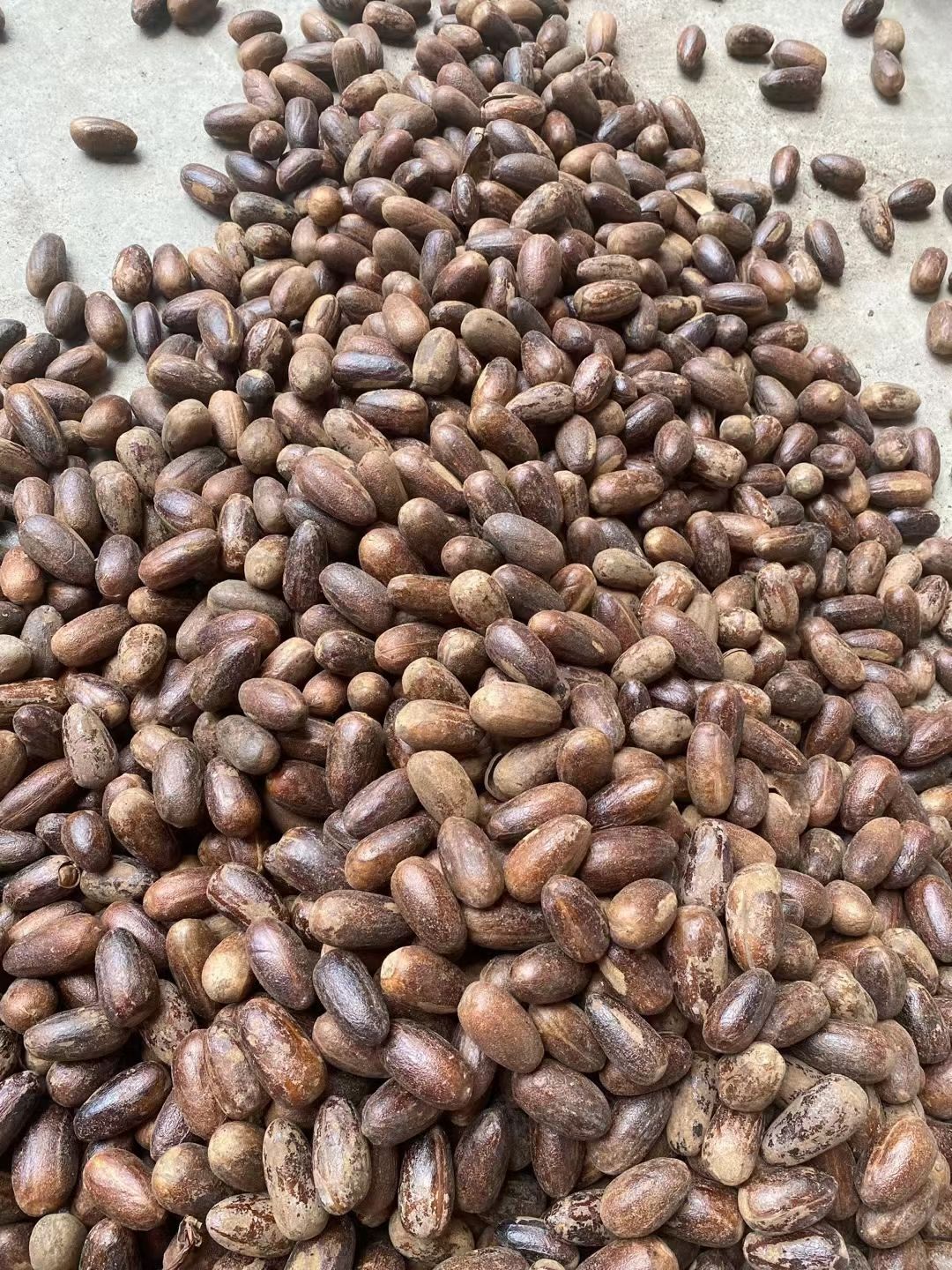 香果食用卤菜火锅麻辣汤香果粉增香玉果肉蔻仁长香果香料调料大全