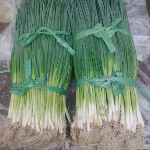 湛江小葱
