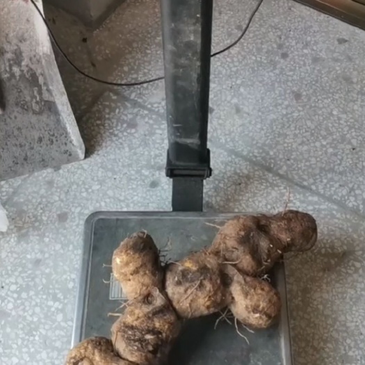 保靖县湖南鸡头黄精