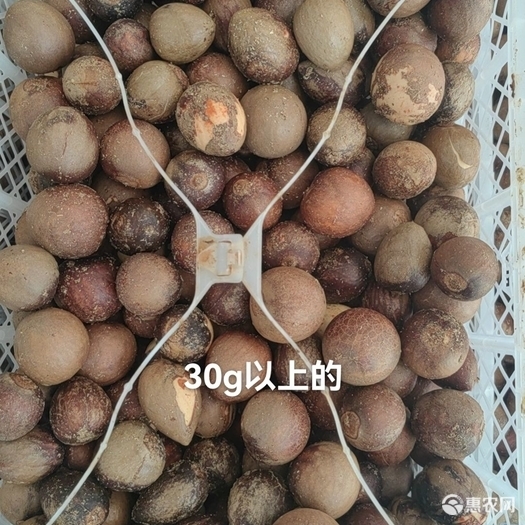 上海现剥牛油果核（用于提炼香料，可种植）