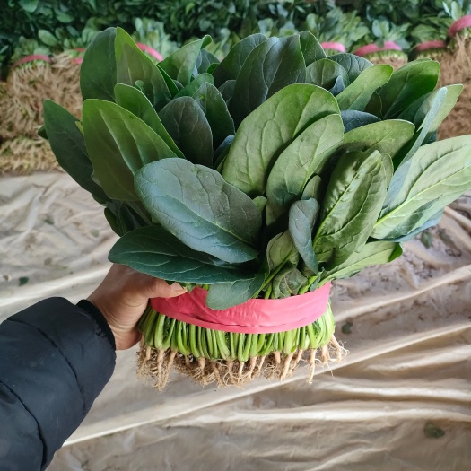 菠菜大叶菠菜 精品大棚菠菜  保质保量 一手货源代发全国各地