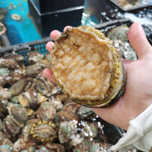 平潭县鲍鱼新鲜活的